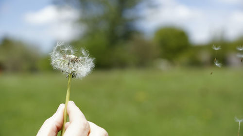 Close-up of hand holding dandelion