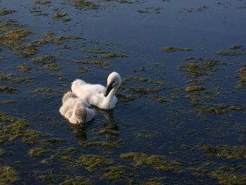 Swan floating on lake