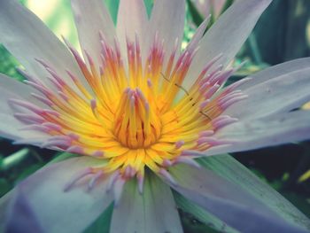 Close-up of flower