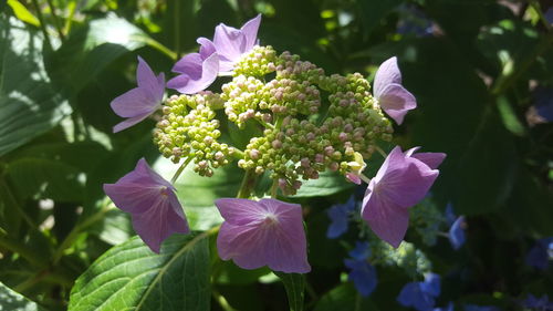 Close-up of purple flowers blooming outdoors