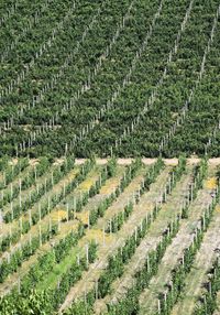 High angle view of vineyard