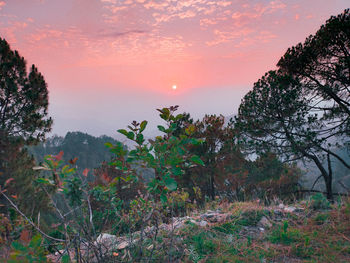 Low angle view of trees against sky during sunset