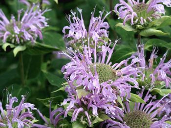 Close-up of purple flowering plants in garden