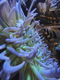 Close-up of coral in sea