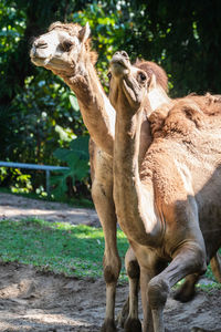 View of two giraffe