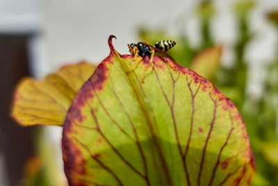 Bee captured by the carnivorous plant