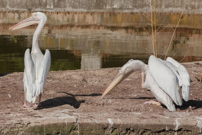 Portrait of two pelicans 