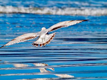 Seagulls flying over sea