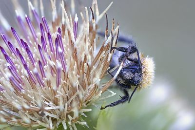 Close-up of bee on flower