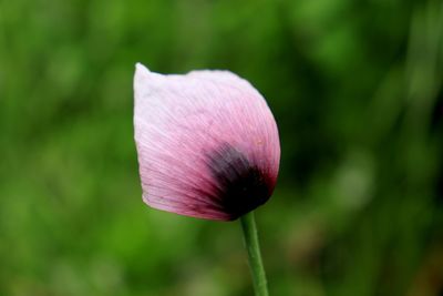 Close-up of pink rose flower