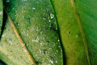 Full frame shot of raindrops on leaves