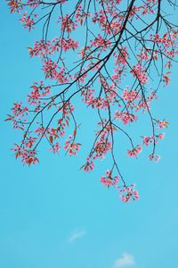 Low angle view of flowering tree against blue sky