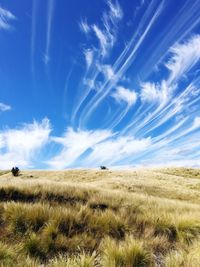 Scenic view of field against blue sky