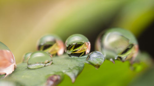 Close-up of water drops on plant