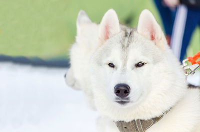 Close-up portrait of white dog