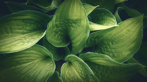 Close-up of green leaves