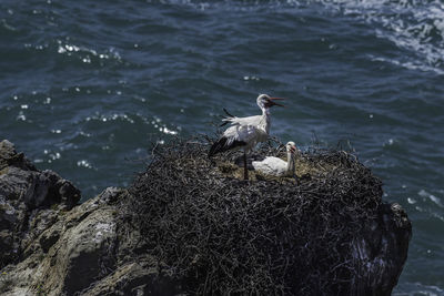 Seagull perching on a bird in sea