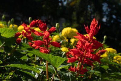 Close-up of red flowering plants