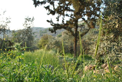 Plants on field against sky