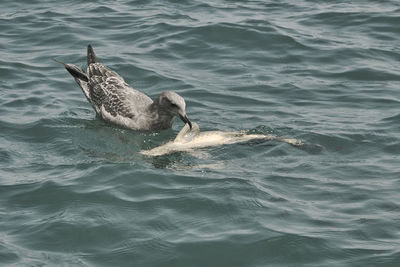 Duck swimming in sea