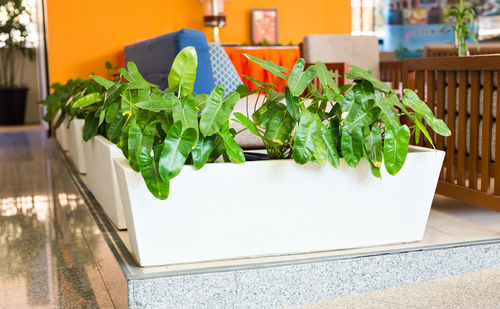 Close-up of potted plant on table