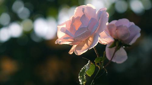 Close-up of red flowering plant