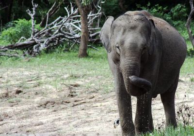 Elephant in a forest