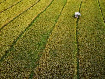 The beauty of the panorama terracing of the green and fertile rice fields of indonesia 