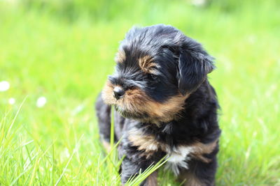 Close-up of a dog looking away