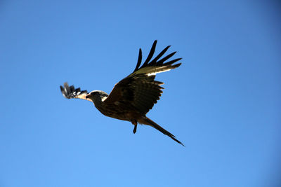 Low angle view of eagle flying against clear blue sky