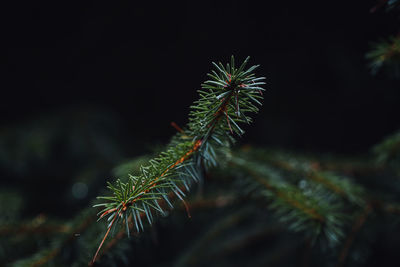Close-up pine needles with droplets of water and dark background in forests.