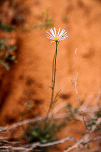 Close-up of flowering plant on field