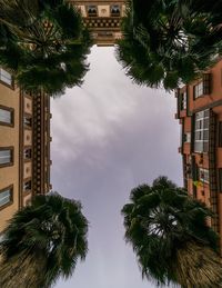 Low angle view of palm trees by buildings against sky