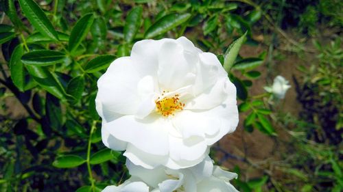 Close-up of flower blooming outdoors