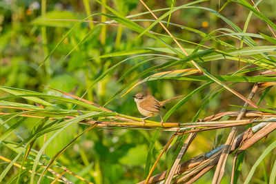 Bird perching on a plant