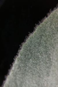 Detail shot of plant over black background