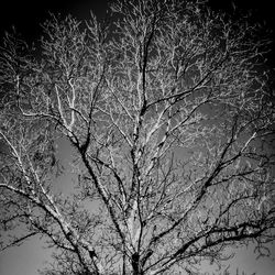 Low angle view of bare tree against sky