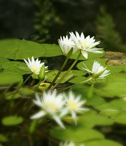 Close-up of white flowers