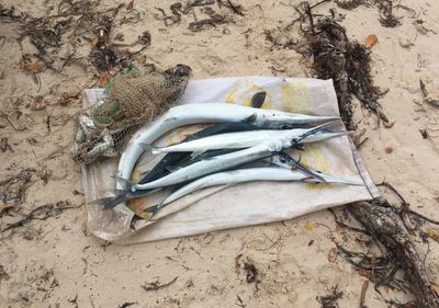 High angle view of fish on beach