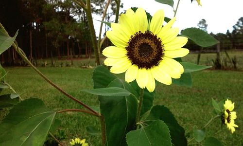 Close-up of sunflower blooming in field