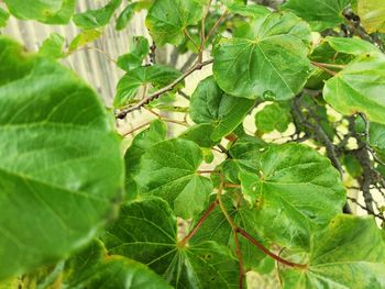 Close-up of leaves