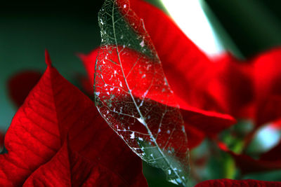 Close-up of water drops on red maple leaf