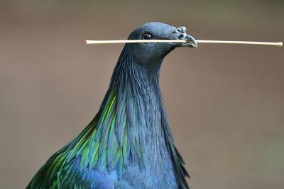 Head shot of a nicobar pigeon with a twig in it's mouth