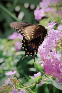 Butterfly on purple flower