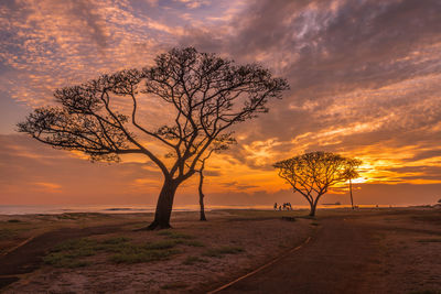 Bare tree on field against sky during sunset