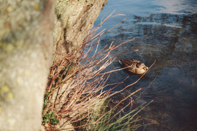 High angle view of mallard duck swimming in pond