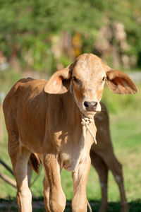 Portrait of cow on field