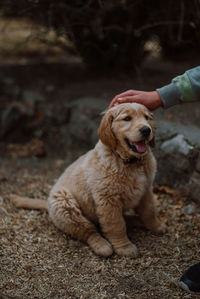 Dog lying on hand