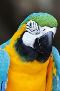 Close-up of a parrot