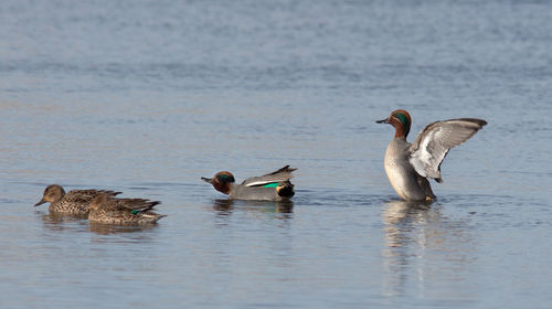 Ducks swimming on lake